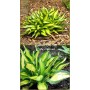 Hosta Lakeside Little Tuft