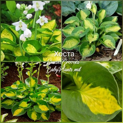 Hosta Sunset Grooves