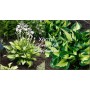 Hosta Colored Hulk