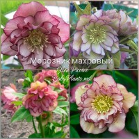 Helleborus Double Ellen "Picotee"