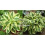 Hosta Wide Brim