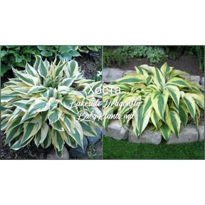 Hosta Lakeside Dragonfly