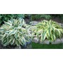Hosta Lakeside Dragonfly