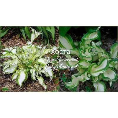Hosta Kiwi Spearmint 