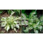 Hosta Kiwi Spearmint 