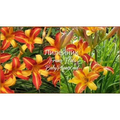 Hemerocallis Frans Hals