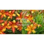 Hemerocallis Frans Hals