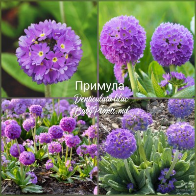 Primula Denticulata Purple