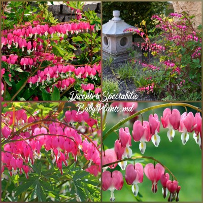 Dicentra Spectabilis Pink
