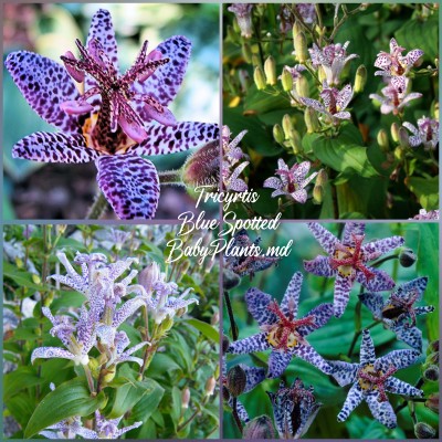 Tricyrtis Blue Spotted