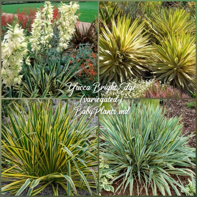 Yucca Bright Edge