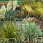 Yucca Bright Edge
