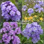 Phlox paniculata Blue