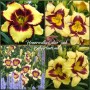 Hemerocallis Calico Jack