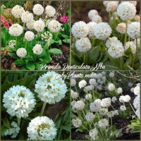 Primula Denticulata Alba