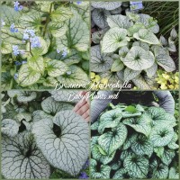 Brunnera Macrophylla