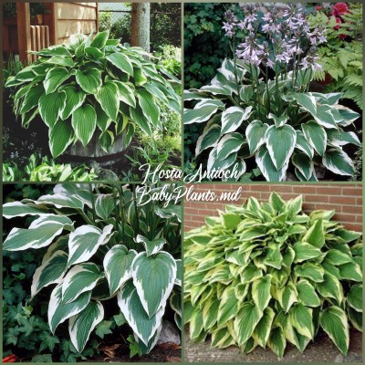 Hosta Antioch