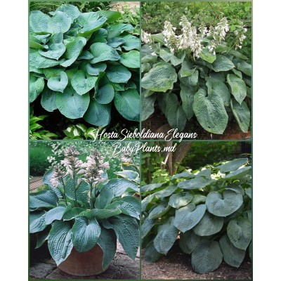 Hosta Sieb. Elegans 