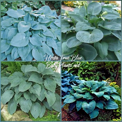 Hosta True Blue