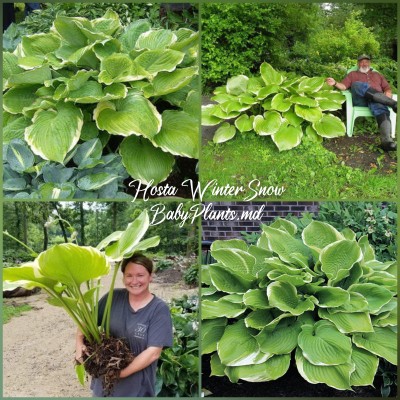 Hosta Winter Snow