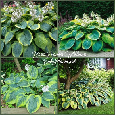 Hosta Frances Williams