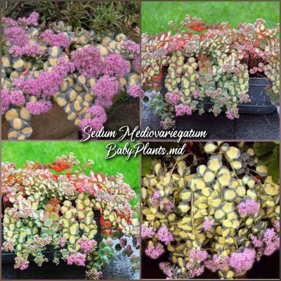 Sedum Mediovariegatum