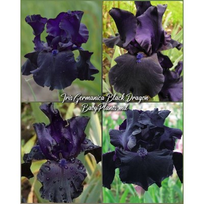 Iris Germanica Black Dragon