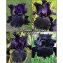 Iris Germanica Black Dragon