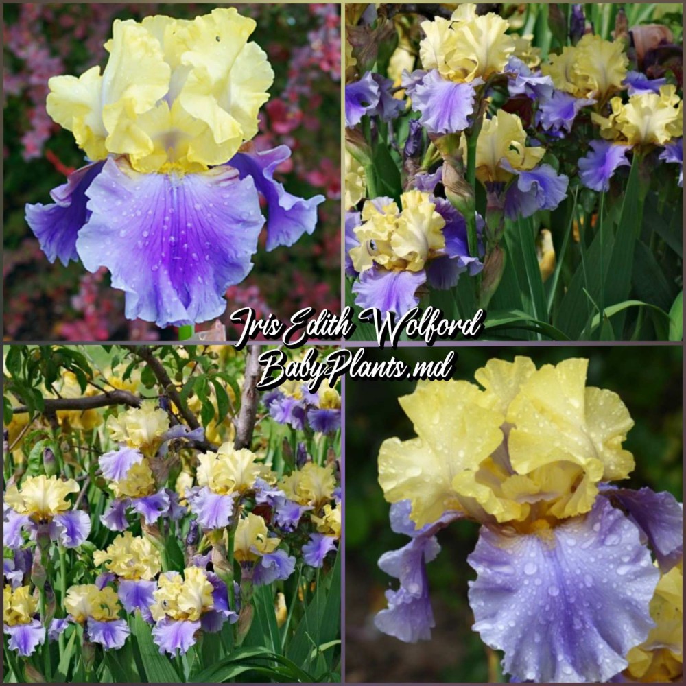 Iris Germanica Edith Wolford
