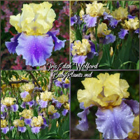 Iris Germanica Edith Wolford