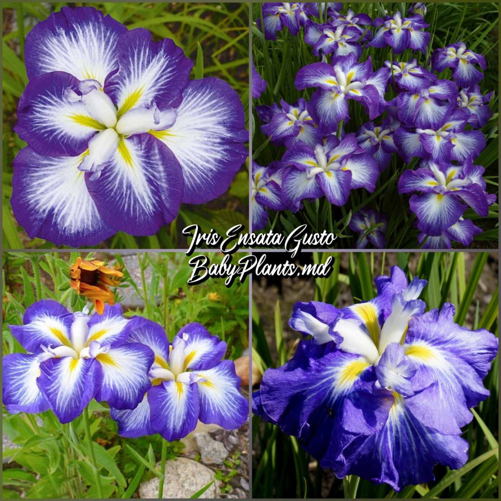Iris Ensata Gusto