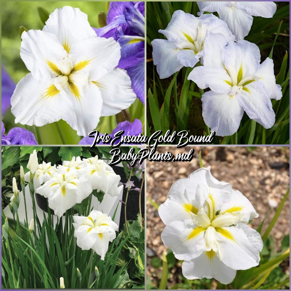 Iris Ensata Gold Bound
