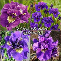 Iris Siberica Double Standard