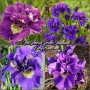 Iris Siberica Double Standard