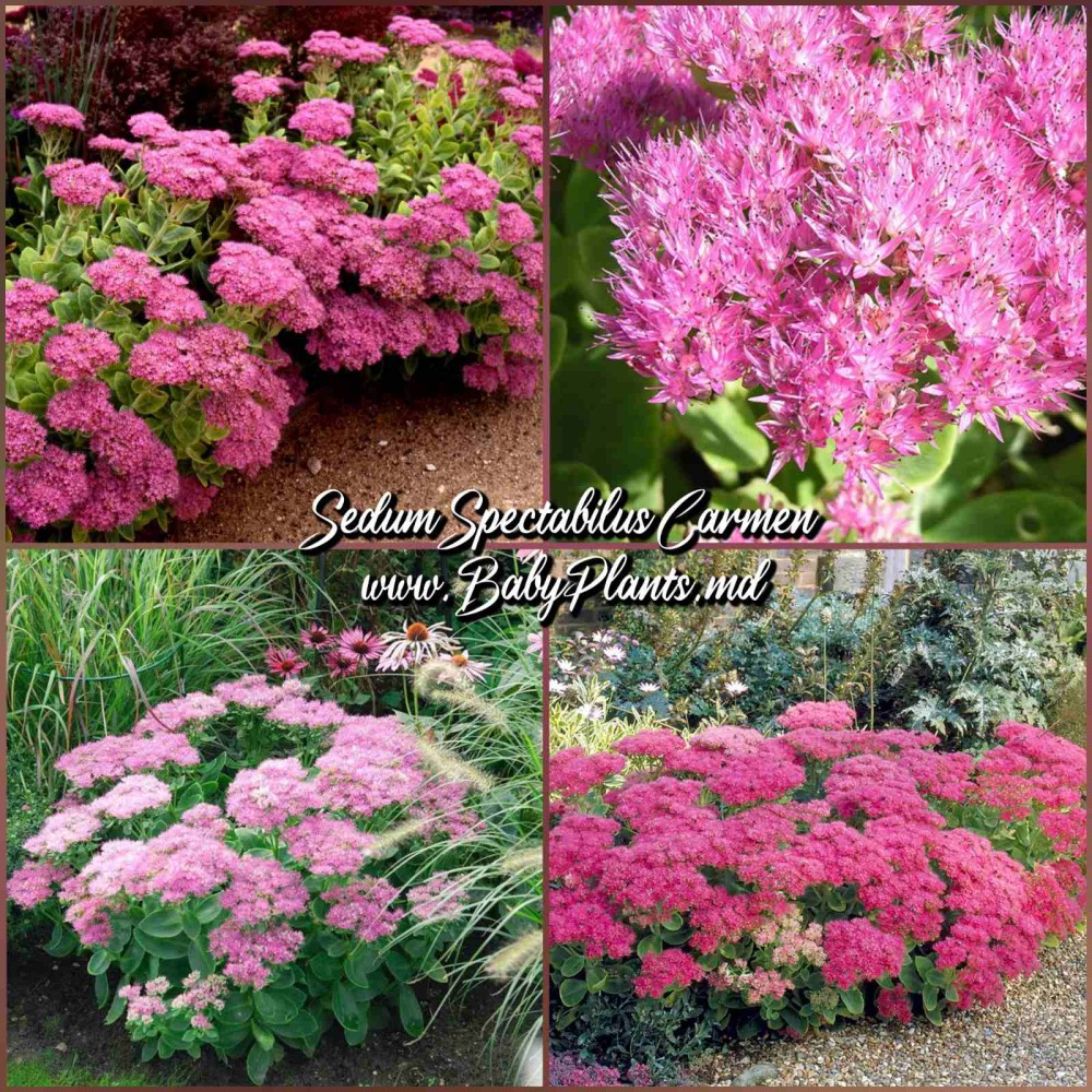Sedum Spectabile Carmen