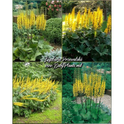 Ligularia Przewalskii