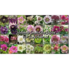 Helleborus Double Ellen Mixed