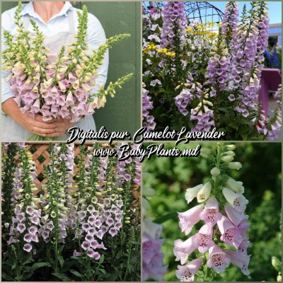 Digitalis Pur. Camelot Lavender