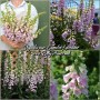 Digitalis Pur. Camelot Lavender