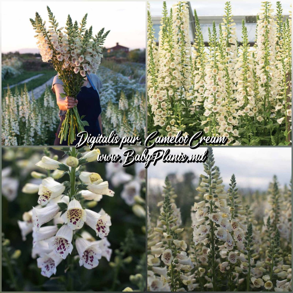Digitalis Pur. Camelot Cream