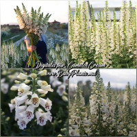 Digitalis Pur. Camelot Cream