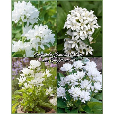 Campanula Glomerata White