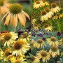 Echinacea Harvest Moon