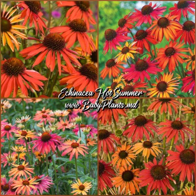 Echinacea Hot Summer