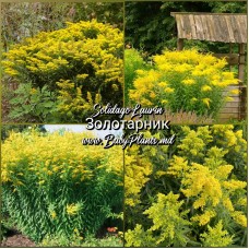 Solidago Laurin
