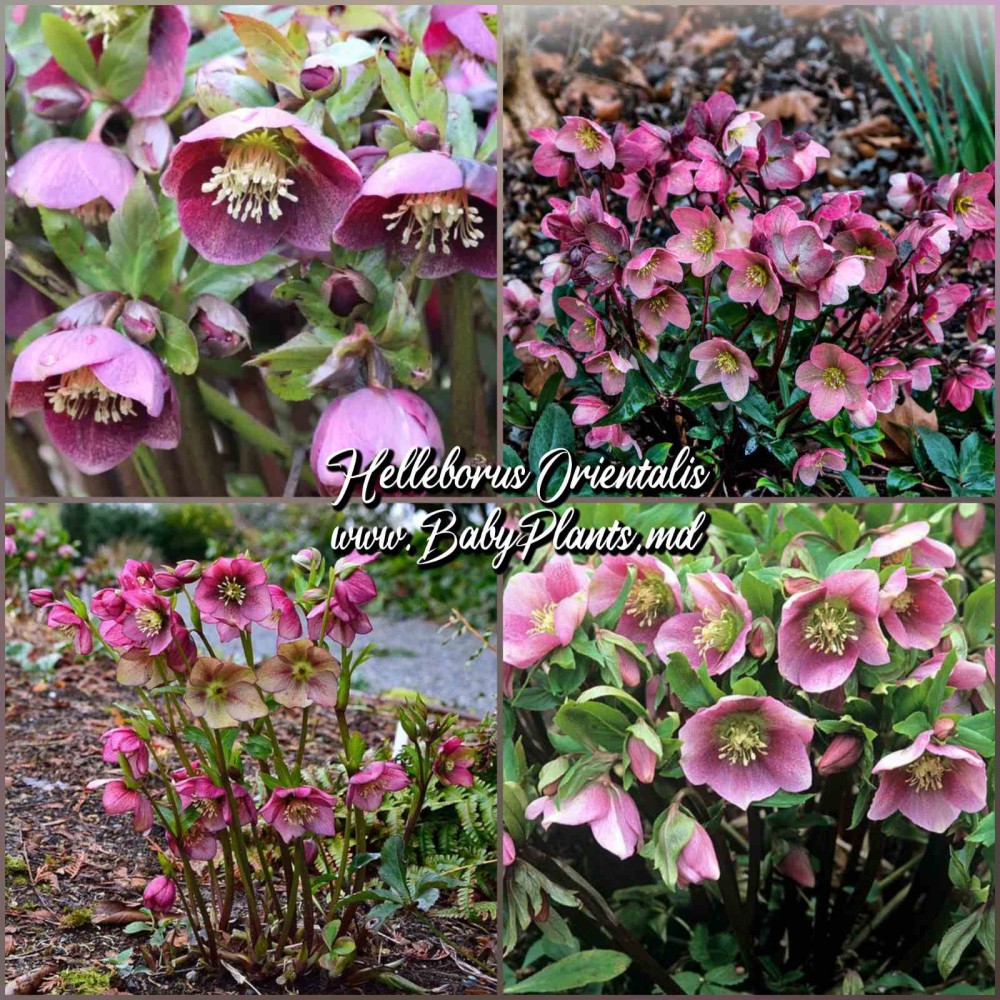 Helleborus Orientalis