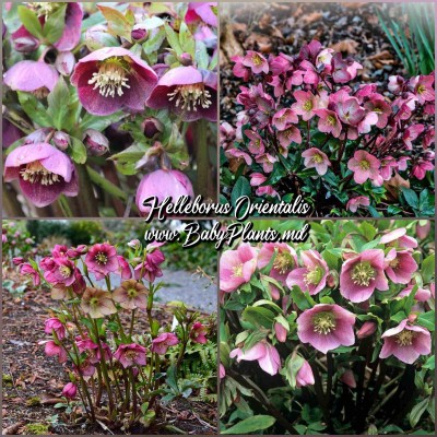 Helleborus Orientalis