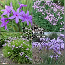 Tulibaghia Violacea 