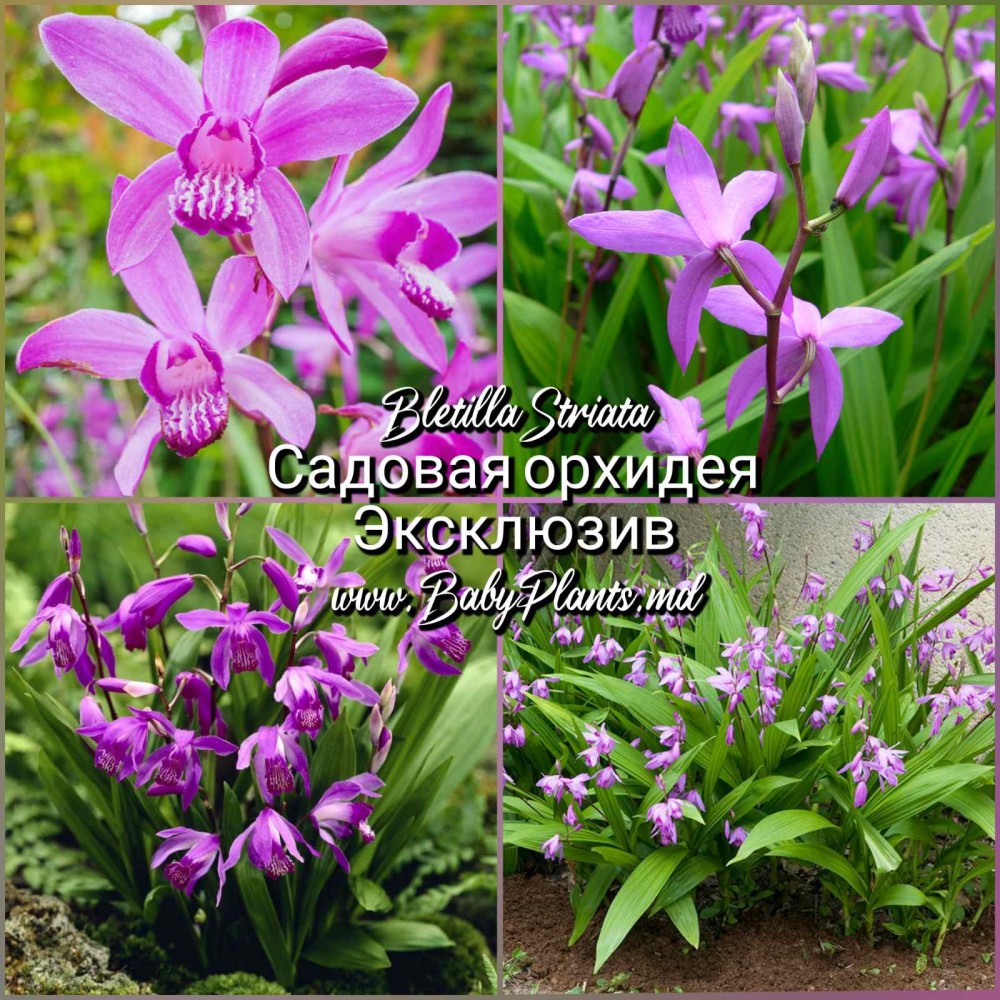 Bletilla Striata
