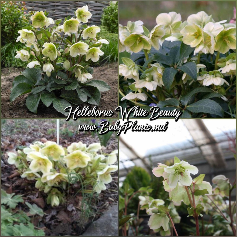 Helleborus White Beauty